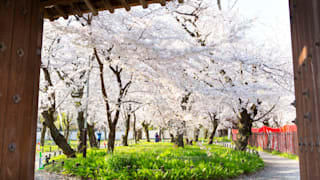 20200404_hirano_shrine_38_yultba