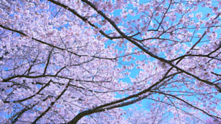 jomc_p_fukushima_0000178