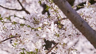 20200404_izukougen_27_kngrsn