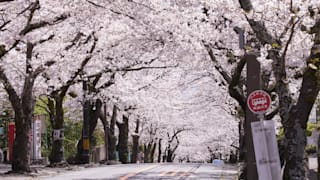 20200404_izukougen_22_qay6gm