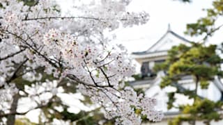 20200403_okazakijo_29_qy3ixy