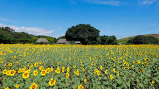 20200825_hitachi_seaside_park_10_yug9tc