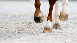 Bella Rose in action during the World Equestrian Games at the d'Ornano stadium in Caen in 2014