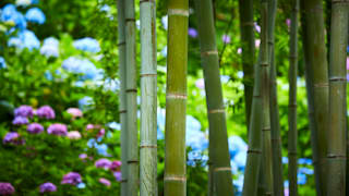 20200618_hasedera_temple_17_ywvin6