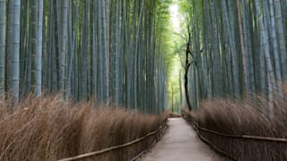 20200403_arashiyama_05_iklovx