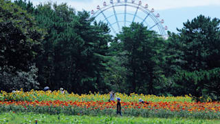 20200825_hitachi_seaside_park_41_swwlkc