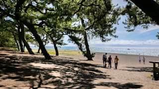 20200811_mihonomatsubara_pine_grove_27_al9hyt