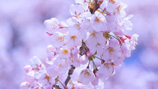 jomc_p_fukushima_0000175