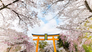 20200404_hirano_shrine_07_brbzsh