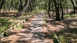 20200811_mihonomatsubara_pine_grove_05_ydviae