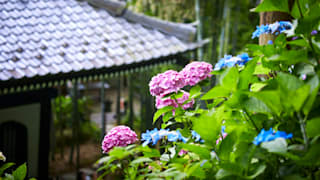 20200618_hasedera_temple_22_w6bj4p