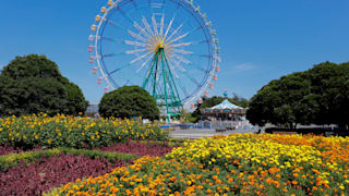 20200825_hitachi_seaside_park_37_naoswj