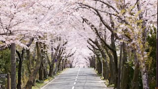 20200404_izukougen_79_ap8spg