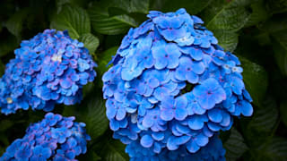 20200618_hasedera_temple_54_jucqdd