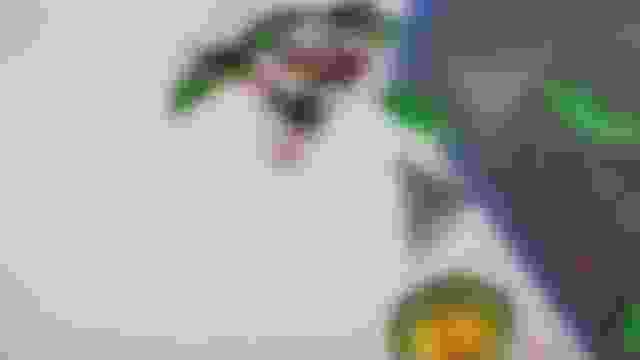 ??????? ?????????? | ???? ???  ?????? ??? ????? | ?????? ?????????? | ?????