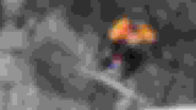 Gangwon 2024: How to watch day 5 action from Winter Youth Olympic Games competitions live