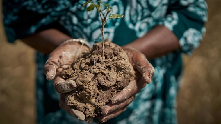 Fighting back against climate change, communities in Mali and Senegal rally around Olympic Forest