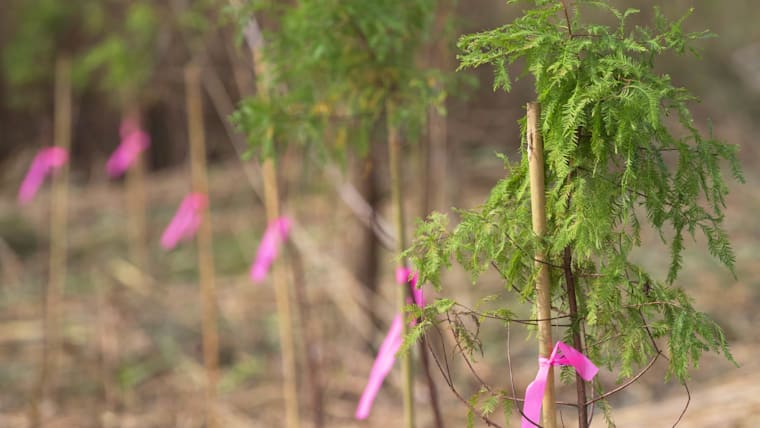 Dow’s Olympic carbon programmes continue to deliver climate benefits and a positive legacy