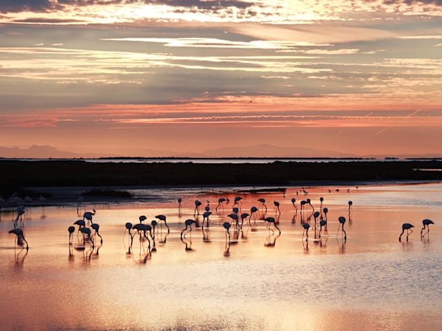 Camargue, Reine nature