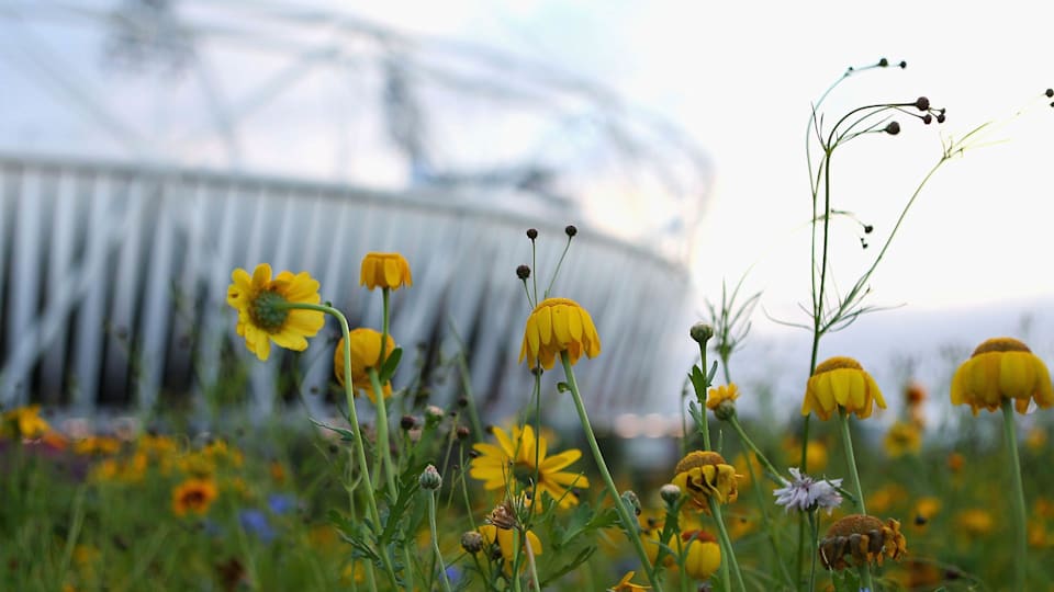 Un guide soutenu par le CIO explique comment des sites durables peuvent contribuer à la préservation de l'environnement