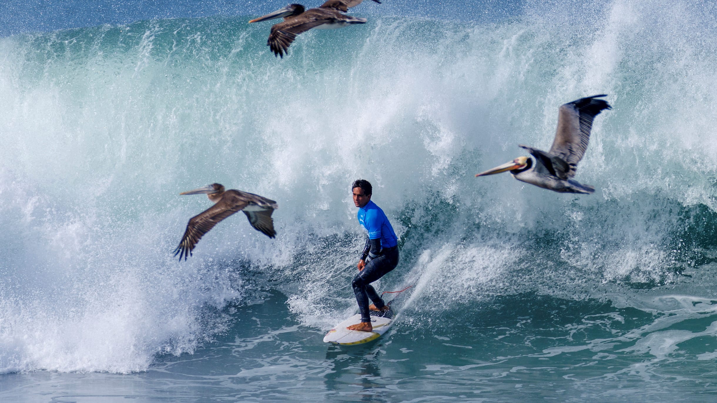 Lining up with sharks and whales Surfers share their most extraordinary wildlife encounters on the waves
